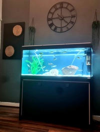 Fluval Roma 240L Aquarium with Fluorescent Light & Fluval 305 Filter