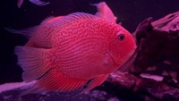 Large red spot severum - stunning colours £30 each