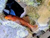 Super Red Bristlenose Plecos – Tank Bred Tropical Fish
