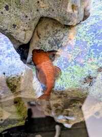 Super Red Bristlenose Plecos – Tank Bred Tropical Fish