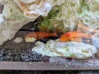 Super Red Bristlenose Plecos – Tank Bred Tropical Fish