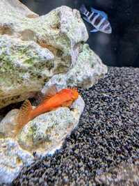 Super Red Bristlenose Plecos – Tank Bred Tropical Fish
