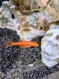 Super Red Bristlenose Plecos – Tank Bred Tropical Fish
