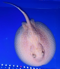 Golden Base Albino Hybrid Stingray Pup