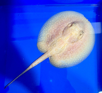 Golden Base Albino Hybrid Stingray Pup