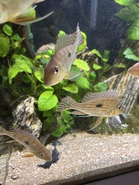 Geophagus proximus