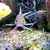 Adult f1 synodontis petricola 7cm+