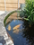 15 Koi for sale including pump, filter and control box