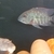 SOLD SOLD SOLD FOR SALE: 4 x Wild Parrot Cichlids Hoplarchus Psittacus £100