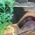 FOR SALE: 3 x L14 Sunshine Plecs £200. SOLD PENDING COLLECTION
