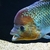 UMBEE CICHLID JUVENILES