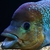 UMBEE CICHLID JUVENILES