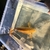Close in pond down Fish for sale