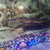 Alligator gar and silver arowana