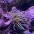 purple tipped sea anemone £10 - Collection from Maidstone