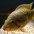 PARACHROMIS Friedrichsthalii (Freddys)