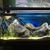 Dwarf Puffers