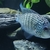 BEANI CICHLID