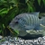 BEANI CICHLID
