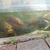 Pond for sale ... 30+ mixed carps, goldfish