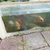 Pond for sale ... 30+ mixed carps, goldfish