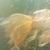 Pond for sale ... 30+ mixed carps, goldfish
