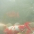 Pond for sale ... 30+ mixed carps, goldfish