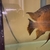 WC PETROCHROMIS SP . RED BULU POINT ......... X 2 MALES LEFT ### DELIVERY AVAILA