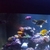 Marine tank 6×2×2 & equipment