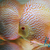 Discus Studio Top Quality Discus and Related Products