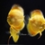 Discus Studio Top Quality Discus and Related Products