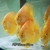 Discus Studio Top Quality Discus and Related Products