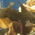 Long fin syndos