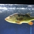 Large peacock bass 07492654045 please text
