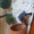 Selling turtles