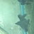 Broad tail black moor/Bristol shubunkin fancy goldfish