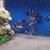 Group frontosa Zaire blue moba SWOPS