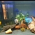 Aquarium and Pond maintenance