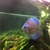 Female Discus Fish 4 inches