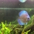 Female Discus Fish 4 inches