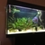 Female Discus Fish 4 inches