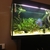 Female Discus Fish 4 inches