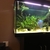 Female Discus Fish 4 inches