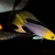 Wild Cyprichromis leptosoma jumbo Mpimbwe inches Yellowhead