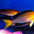 Wild Cyprichromis leptosoma jumbo Mpimbwe inches Yellowhead