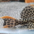 X2 Leopard Catcus pleco (L114) --SOLD