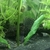 Young Common Pleco