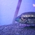 Male Costa Rican Dovii 9inch+