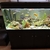 BOYU 520L Aquarium with cabinet, cichlids, external filters and tons of extras