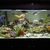 BOYU 520L Aquarium with cabinet, cichlids, external filters and tons of extras